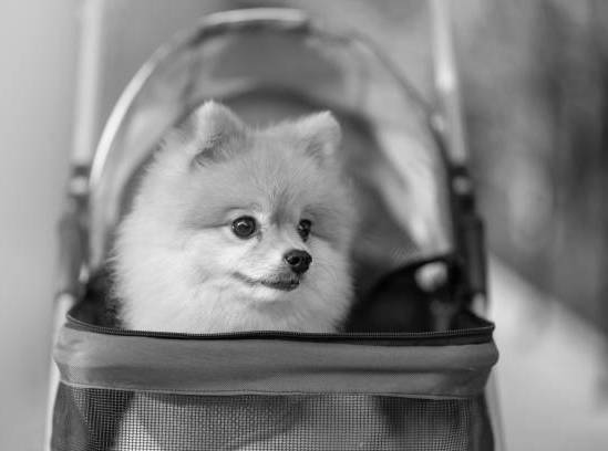 couple walking a puppy like a child