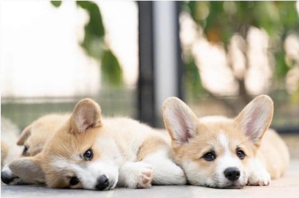 photo of two Corgi puppies side by side