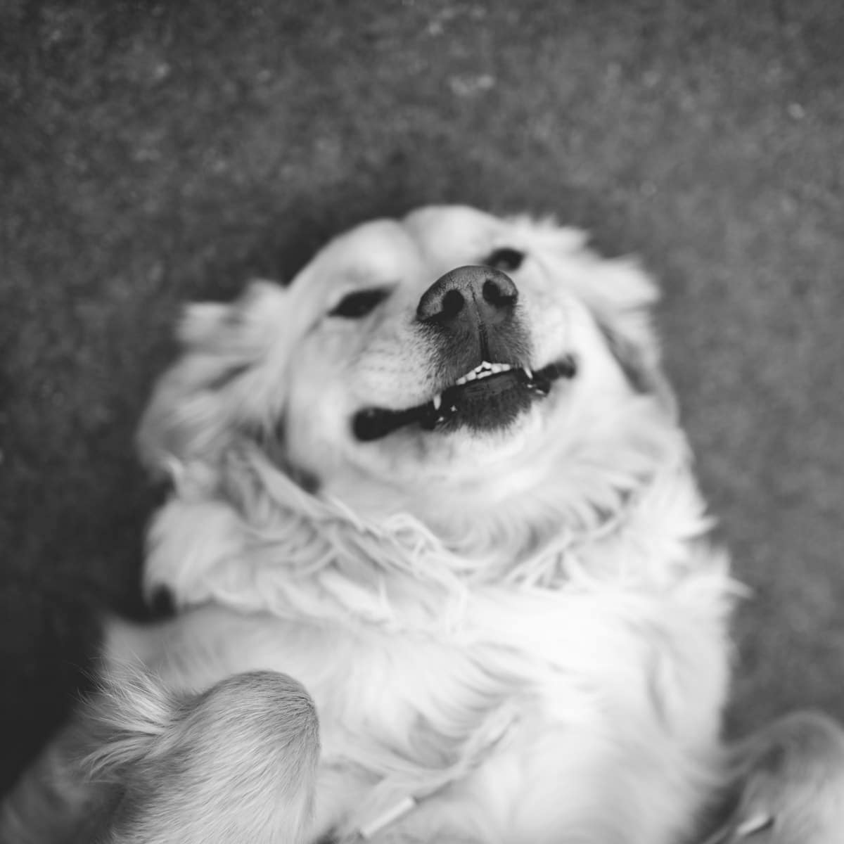 photo of a golden retriever smiling