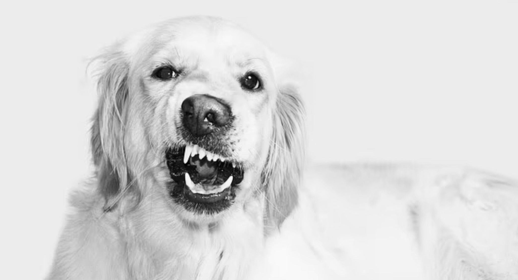 photo of a golden retriever's face