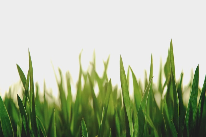 a photo of a hand touching grass